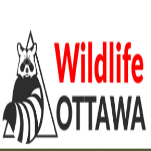 Wildlife Ottawa